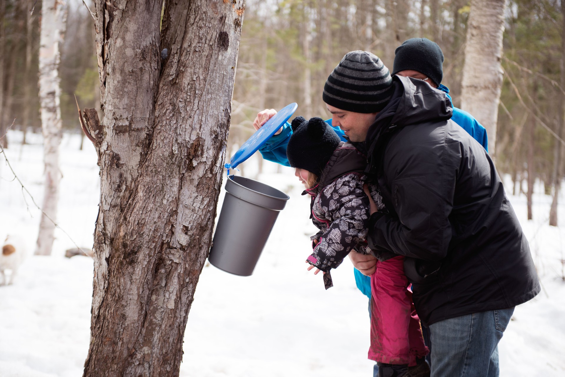Father and daughter during time of Maple syrup family industry