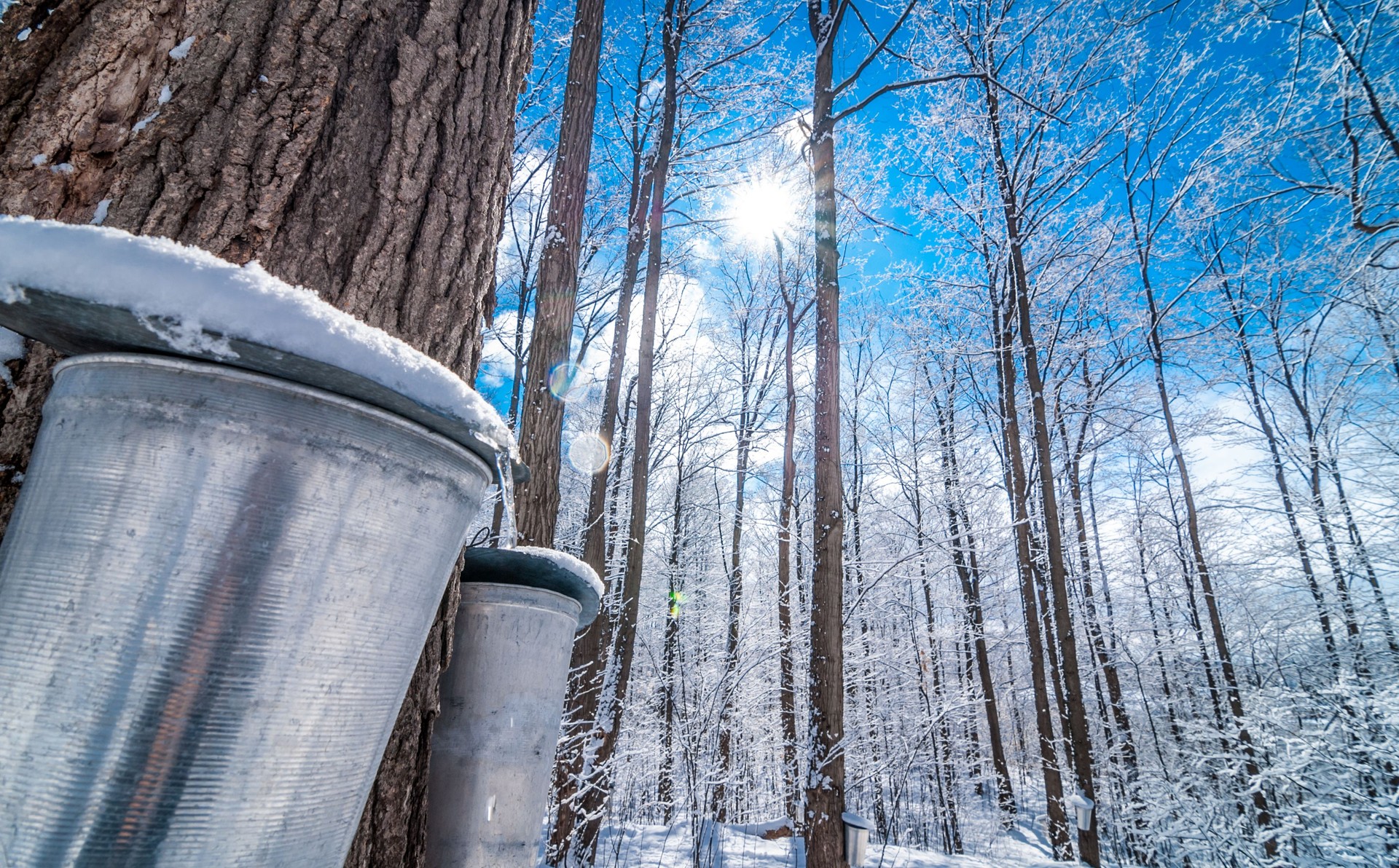 Maple syrup collection buckets.  Snow covered sugar shack woods.